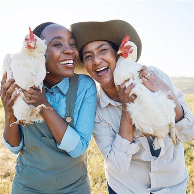 Alimentació per a pollastres a la graella